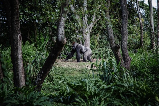 Gorilla trekking